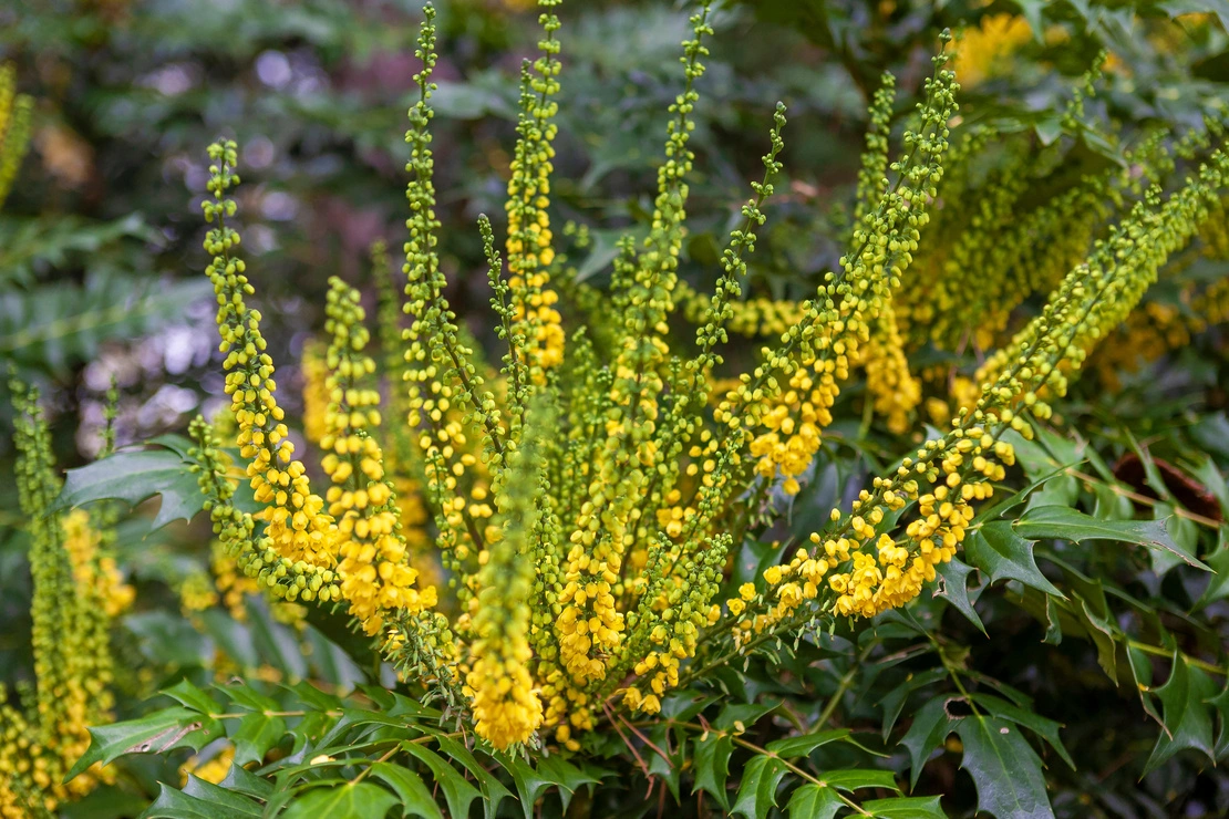 Gelbblühende Mahonie im Winter. Foto: AdobeStock_Will Perrett