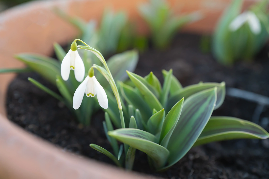 Winterblüher auf dem Balkon – Blühendes Schneeglöckchen in Topf. Foto: AdobeStock_Christine Bird