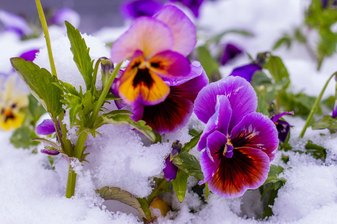 Winterblüher auf dem Balkon – Zweifarbig blühendes Winterveilchen, die Blätter teilweise mit Schnee bedeckt. Foto: AdobeStock_Natia