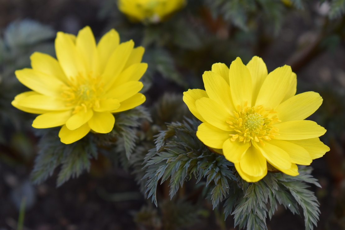 Winterblüher auf dem Balkon – Adonisröschen mit zwei gelben Schalenblüten. Foto: AdobeStock_Y.M