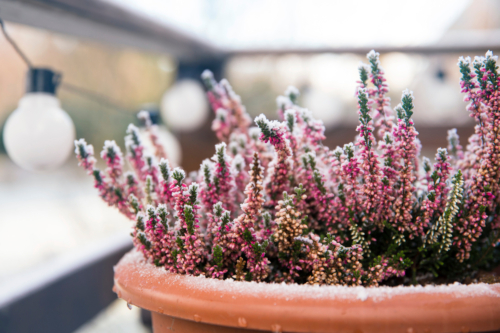 Blühende Schneeheide auf dem Balkon. Foto: AdobeStock_FotoHelin