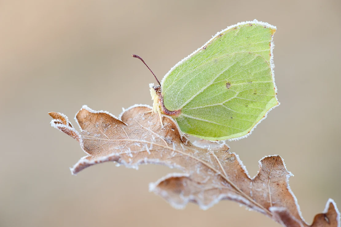 Ein Zitronenfalter sitzt auf einem braunen, mit Frost belegtem Eichenblatt vor hellgrauem Hintergrund. Foto: AdobeStock_piotr