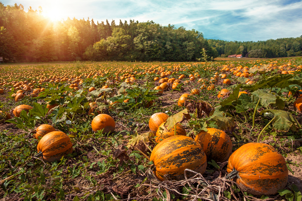 Öl-Kürbisse liegen auf einem Feld in der Sonne  [Foto: AdobeStock_Elena Schweitzer]