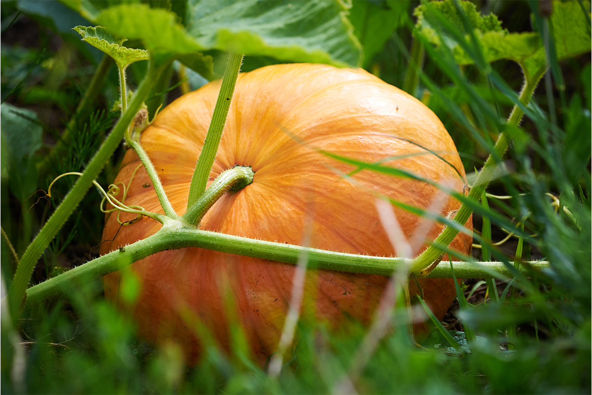 Gelber Zentner im Beet. Er zählt zu den essbaren Kürbissen. [Foto: AdobeStock_Adrian]