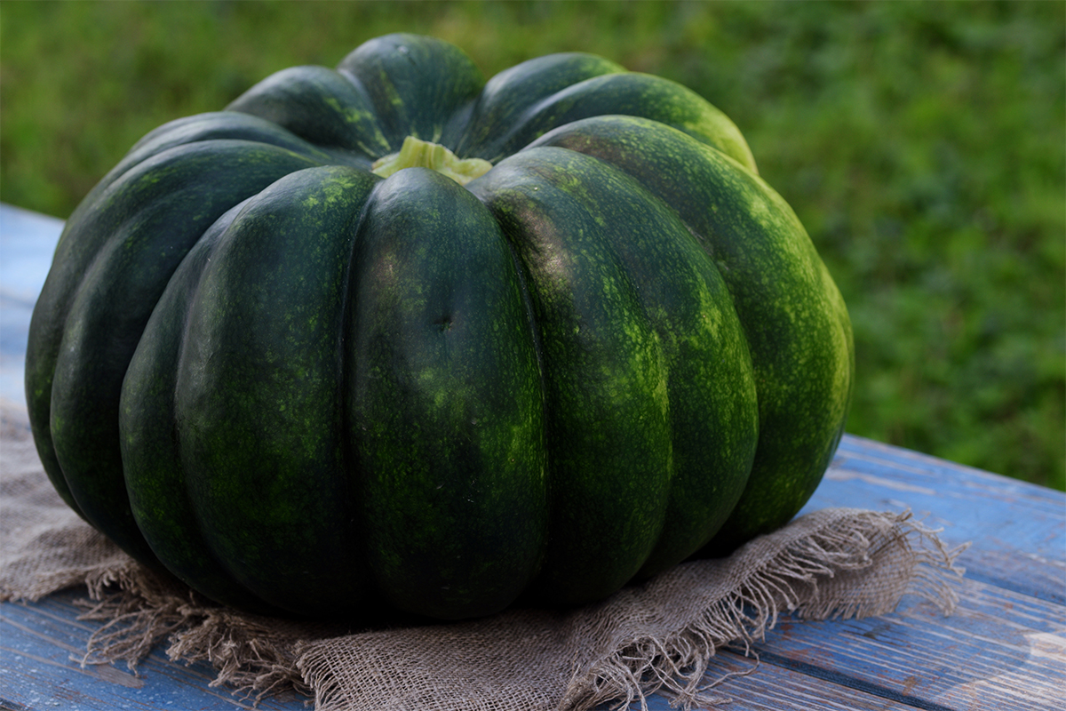 Muskatkürbis in Grün auf einem Gartentisch [Foto: AdobeStock_Anna]