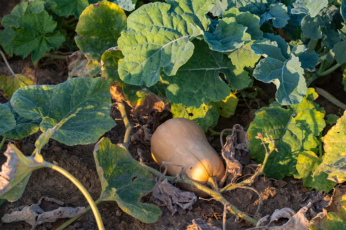 Ein Butternuss-Kürbis gehört zu den essbaren Kürbissen. Hier liegt ein Exemplar im Gartenbeet. [Foto: AdobeStock_fotografci]