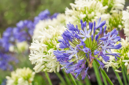 Weiße und blaue Agapanthus-Blüten. Foto: AdobeStock_Daniela Photography