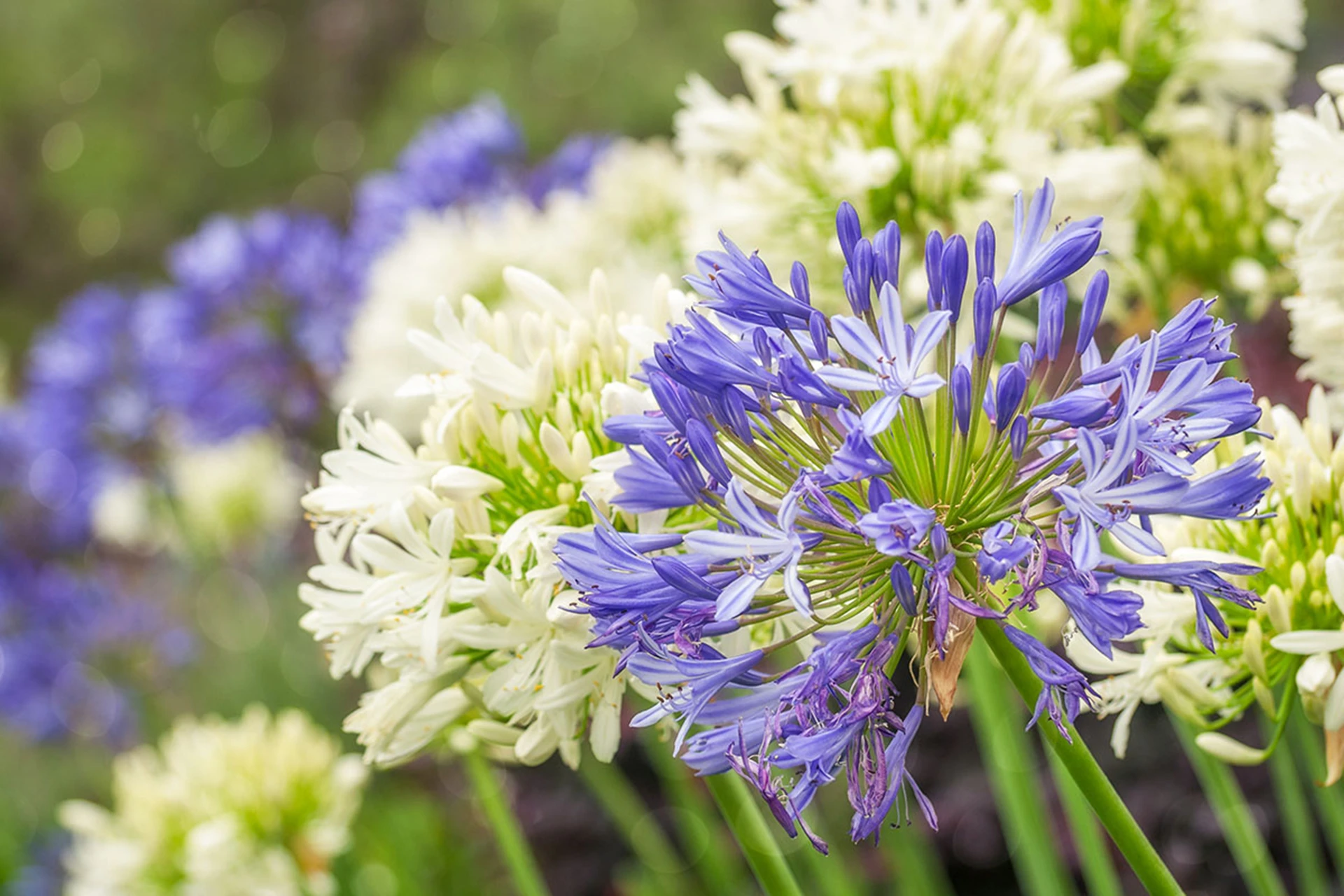 Agapanthus überwintern So klappt es bestimmt GartenFlora