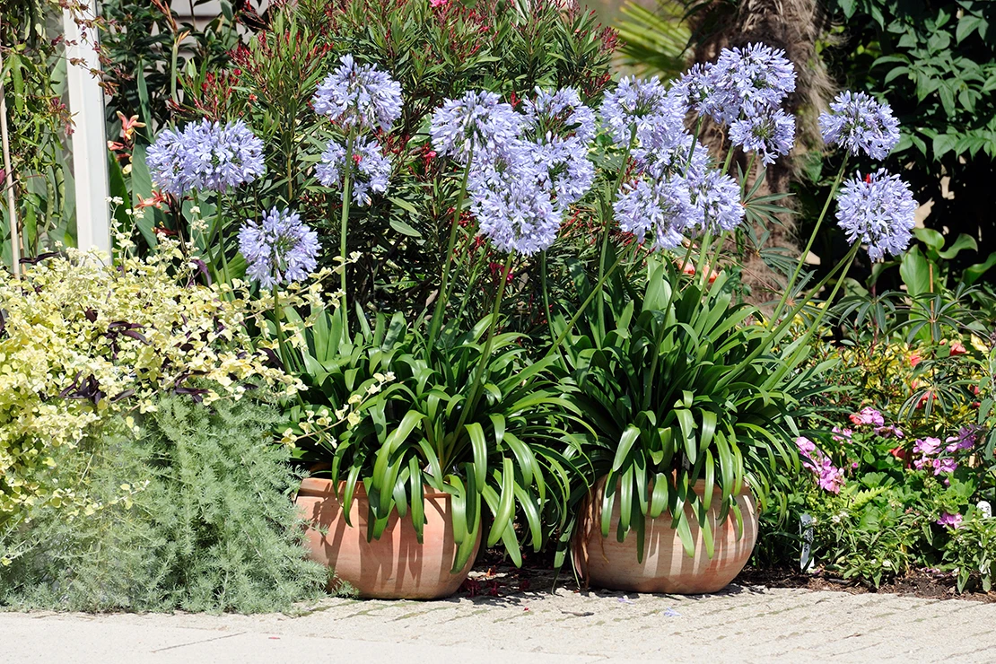 Blühende Agapanthus in Tonkübeln. Foto: AdobeStock_HVPM dev