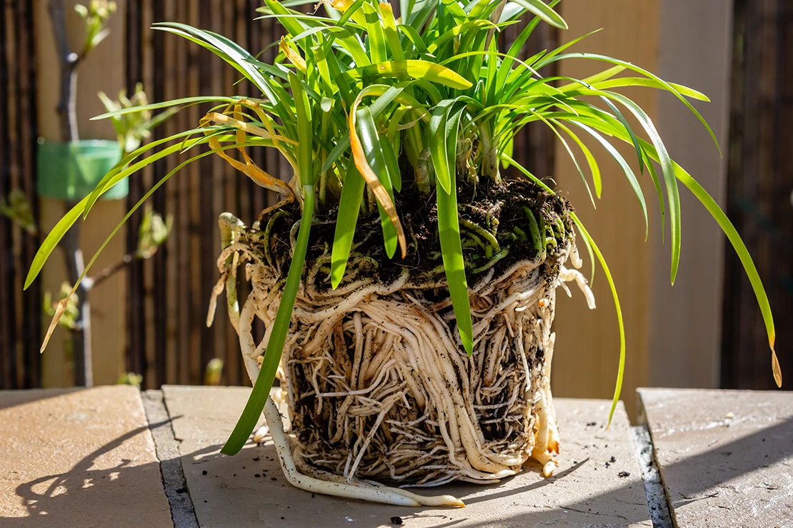 Agapanthus mit stark durchwurzeltem Ballen. Foto: AdobeStock_Ossie