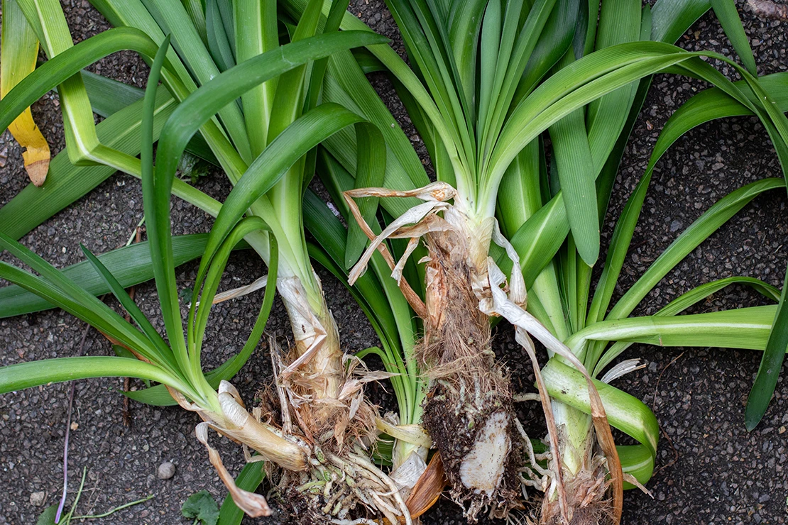 Agapanthuspflanzen. Foto: AdobeStock_zichrini