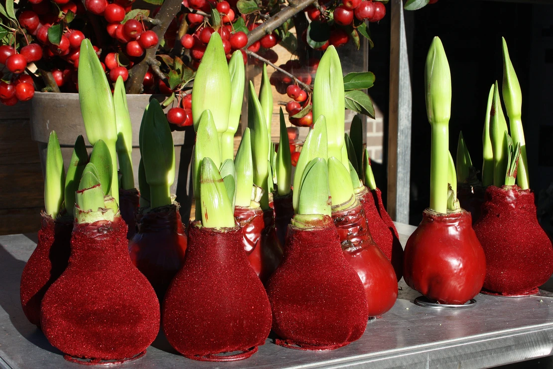 Amaryllis: In Wachs und roten Samt gehüllte Amarylliszwiebeln im Austrieb. Foto: AdobeStock_Birgit Puck