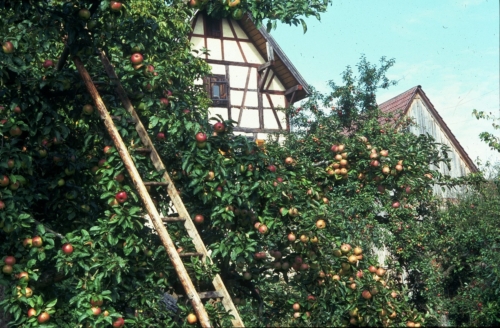 Ein großer Apfelbaum mit vielen Früchten vor einem Fachwerkhaus. Davor lehnt eine hohe Holzleiter. Foto: GF/Christian Gehler