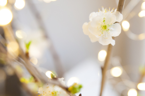 Weiß blühende Kirschzweige mit Lichterkette. Foto: AdobeStock_Olga Gorchichko