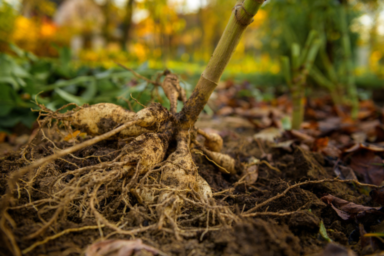 Dahlien überwintern Richtig ausgraben und lagern GartenFlora