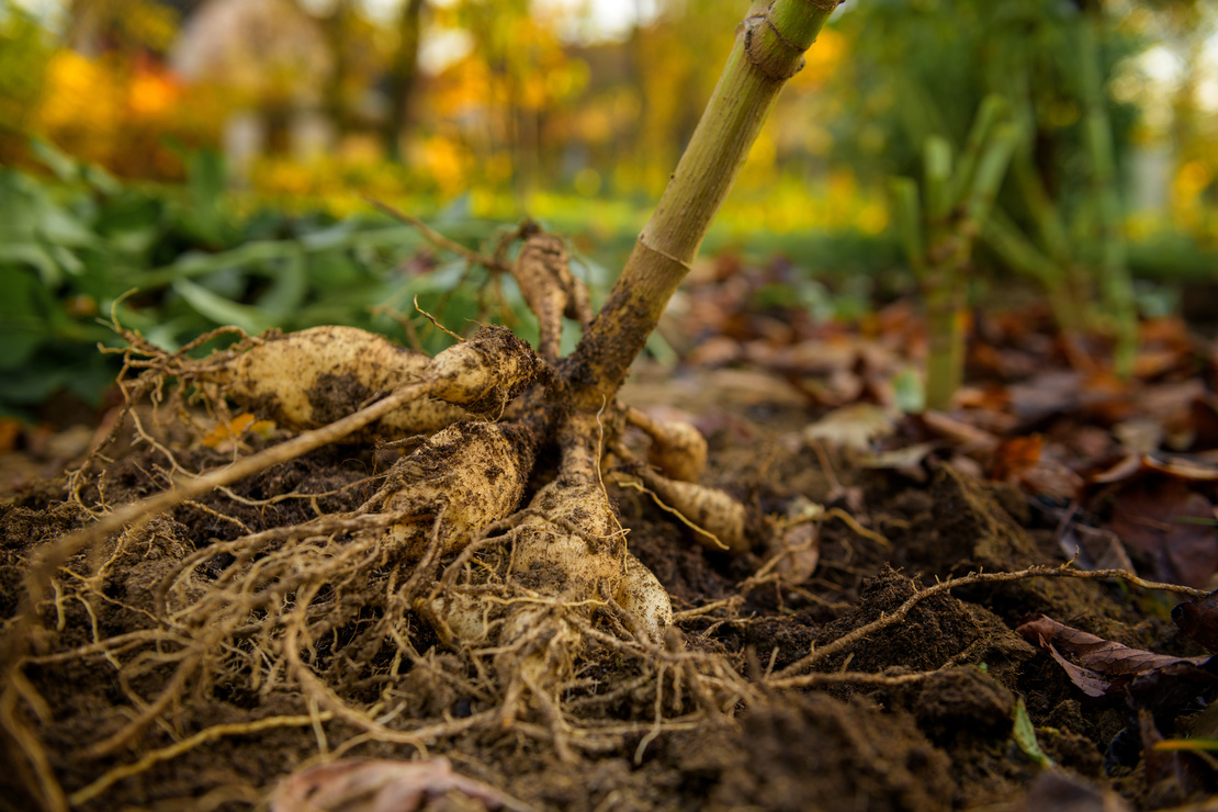 Dahlien überwintern – Ausgegrabene Dahlienknolle in der Nahaufnahme auf laubbedecktem Boden. Foto: AdobeStock_andreaobzerova
