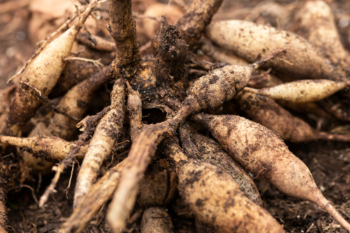 Ausgegrabene Dahlienknollen. Foto: AdobeStock_Maksims