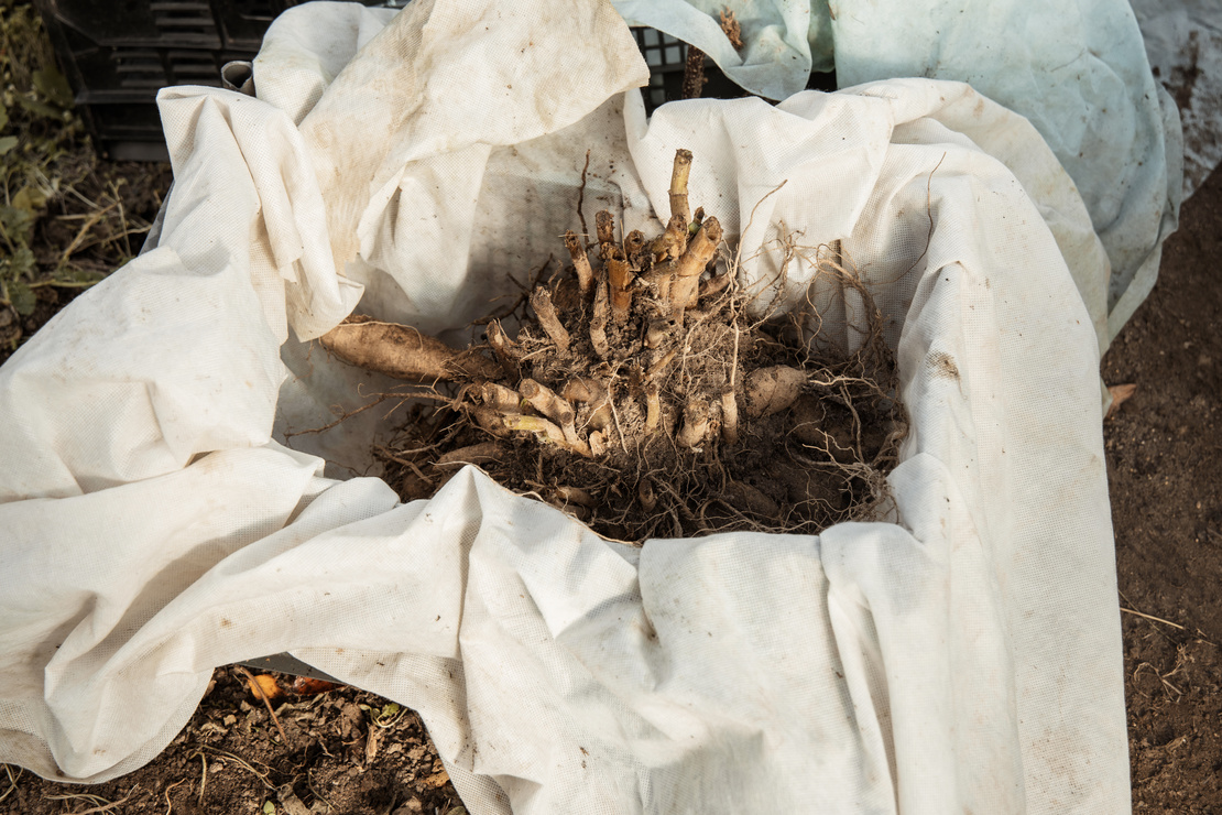 Dahlien überwintern – Ausgegrabene Dahlienknollen in einer Kiste auf Pflanzenvlies drapiert. Foto: AdobeStock_Olga