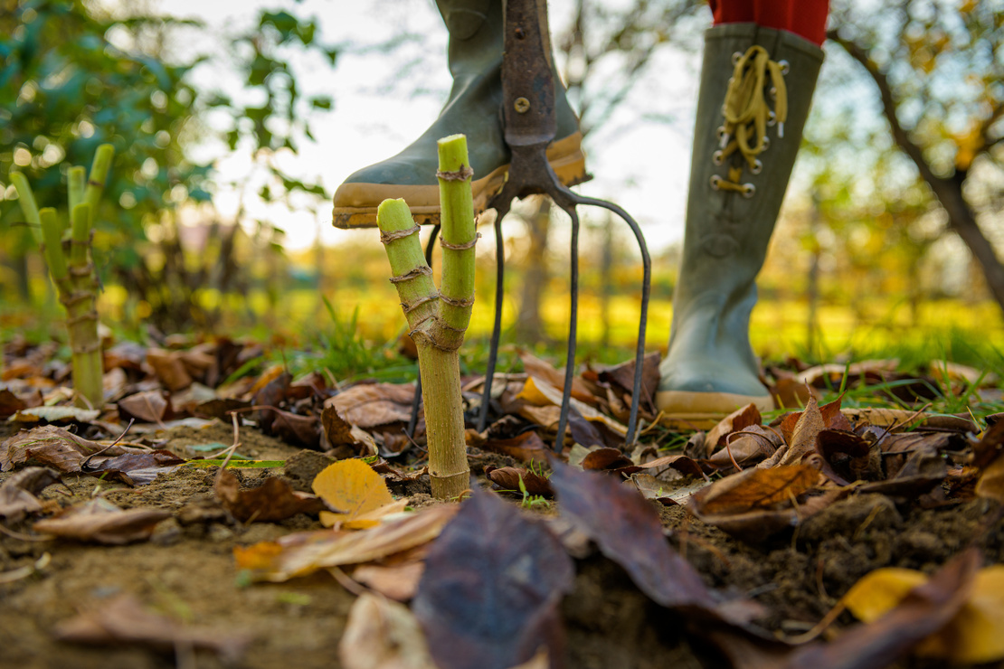 Dahlien überwintern – Blick auf einen laubbedeckten Rasen. Eine Person mit Gummistiefeln sticht eine Grabegabel in den Boden. Im Hintergrund sind Sträucher und ein Gartenzaun zu sehen. Foto: AdobeStock_andreaobzerova