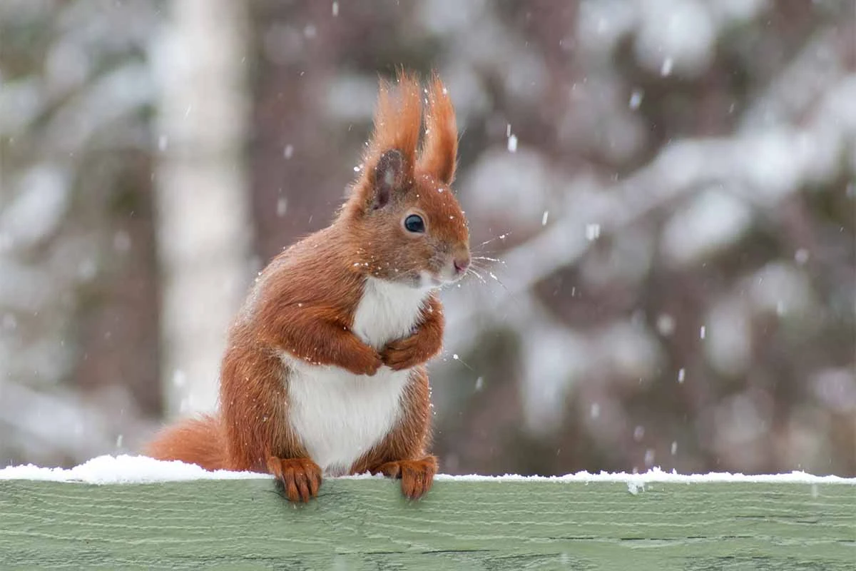 Das Eichhoernchen hält im Winter Winterruhe [Foto: AdobeStock_JGade]