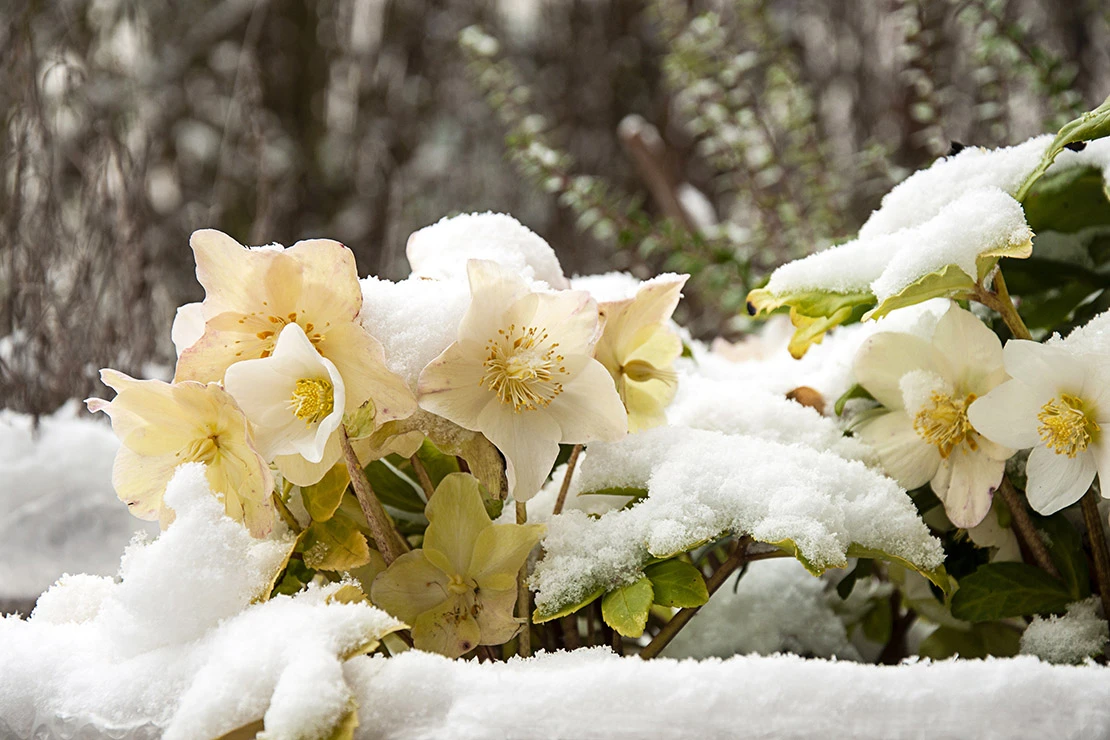 Garten im Dezember: Schneebedeckte Christrosen. Foto: AdobeStock_Josephine