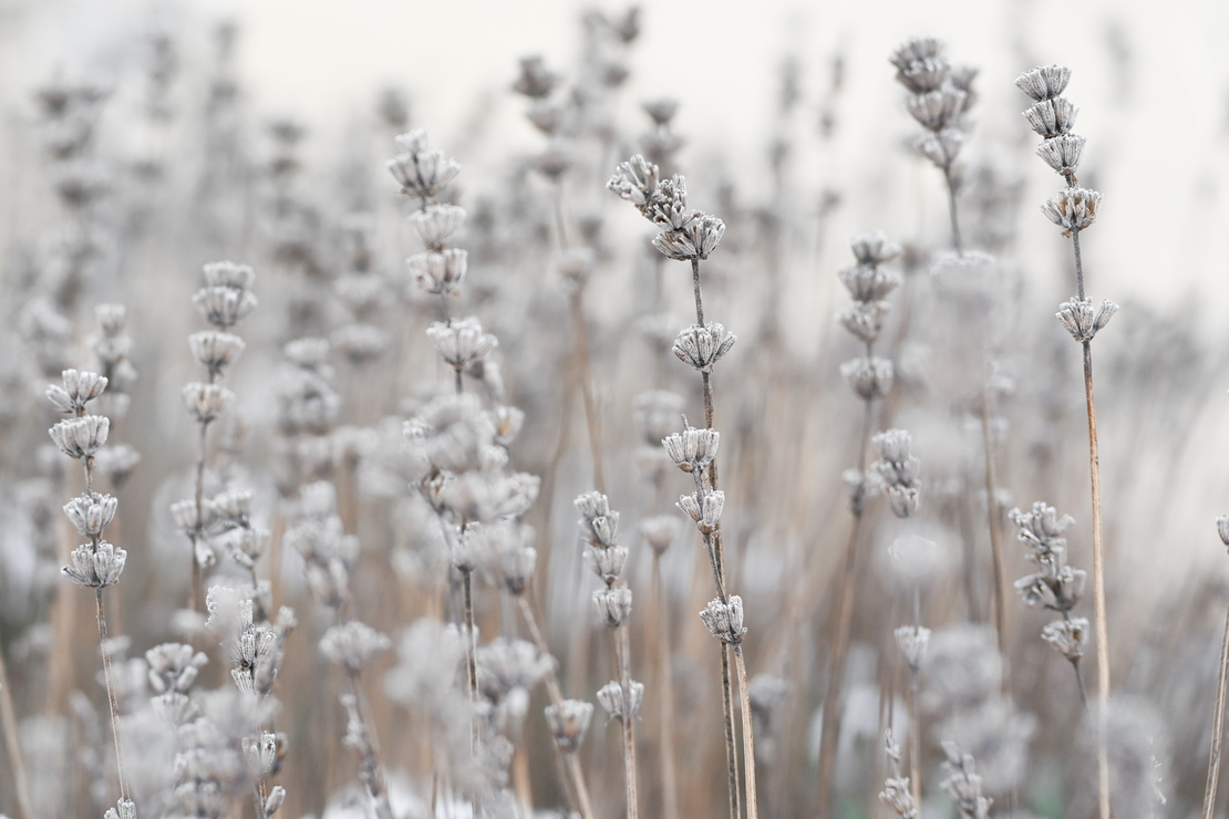 Lavendel überwintern – vertrocknete Lavendelblüten im Winter. Foto: AdobeStock_Martha