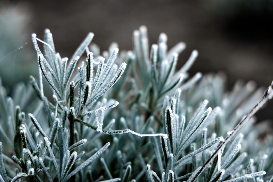 Lavendel überwintern – Lavendelblätter mit Frost überzogen. Foto: AdobeStock_Oliver Schulz