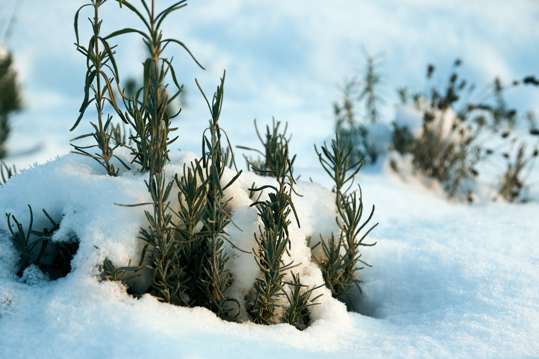 Lavendel überwintern – Lavendel unter einer Schneedecke. Foto: AdobeStock_Tylinek