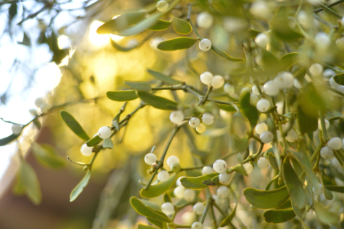 Mistelzweige mit weißen Beeren von unten fotografiert. Im Hintergrund verschwommene Lichter. [Foto: AdobeStock_ksfotodesign]