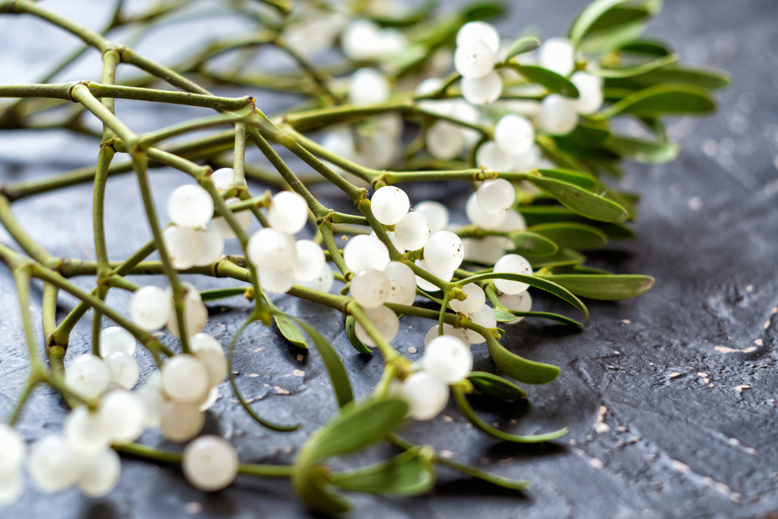 Mistelzweige mit weißen Beeren. Foto: AdobeStock_natagolubnycha
