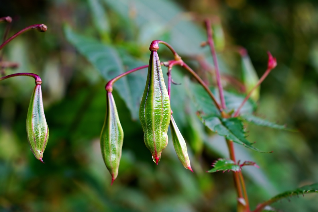 Neophyten. Foto: AdobeStock_NottinghamCity