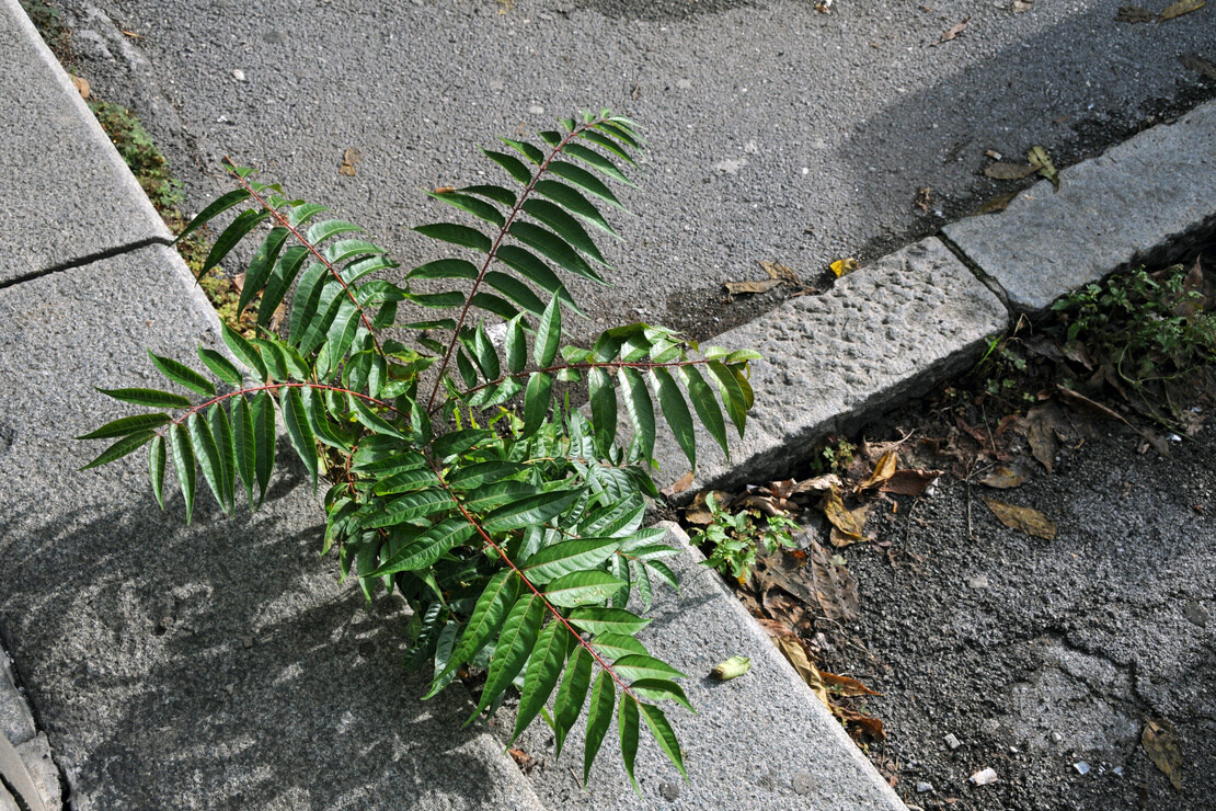 Neophyten. Foto: AdobeStock_malkal