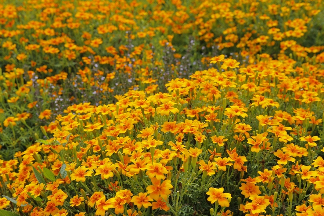 Blühende Gewürztagetes  im Beet