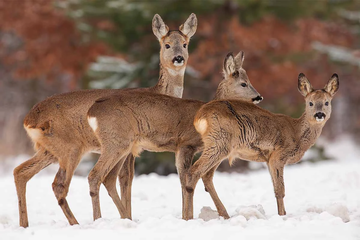 Tiere im Winter - hier Rehe im Schnee [Foto: AdobeStock_WildMedia]