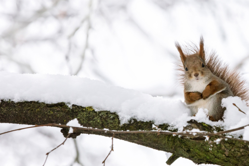 Eichhörnchen auf einem verschneiten Ast. [Foto: AdobeStock_Mr Twister]