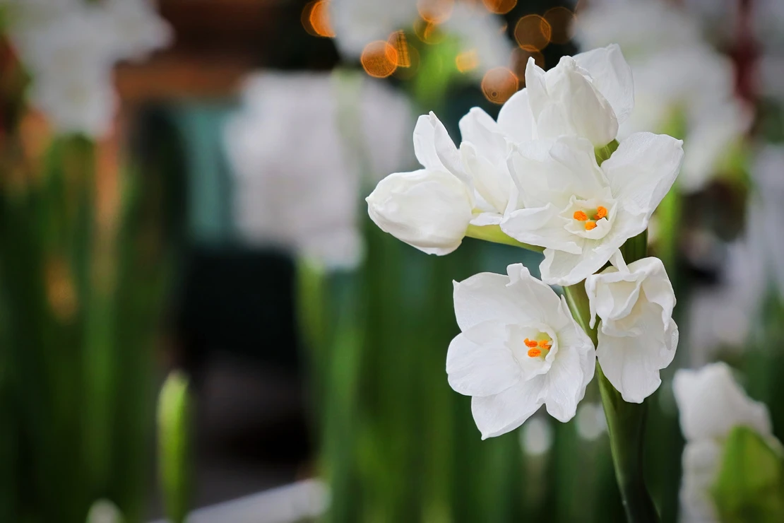 Weißblühende Narzissen, im Hintergrund eine Lichterkette. Foto: AdobeStock_Amelia