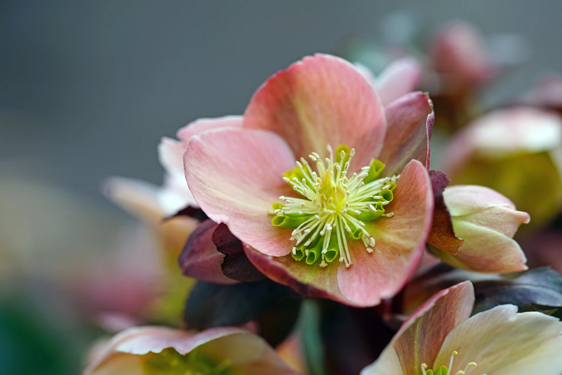 Weihnachtsblumen: Eine Christrose mit einer pinkfarbenen Blüte und hellgrünen Staubgefäßen. Foto: AdobeStock_eqroy