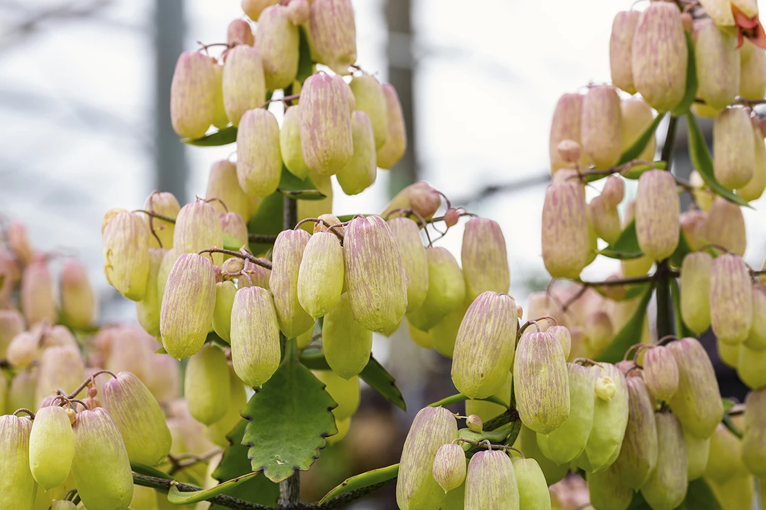 Weihnachtsblumen: Blütenstände mit vielen, glockenförmigen Blüten in Weiß. Foto: AdobeStock_fabrizio