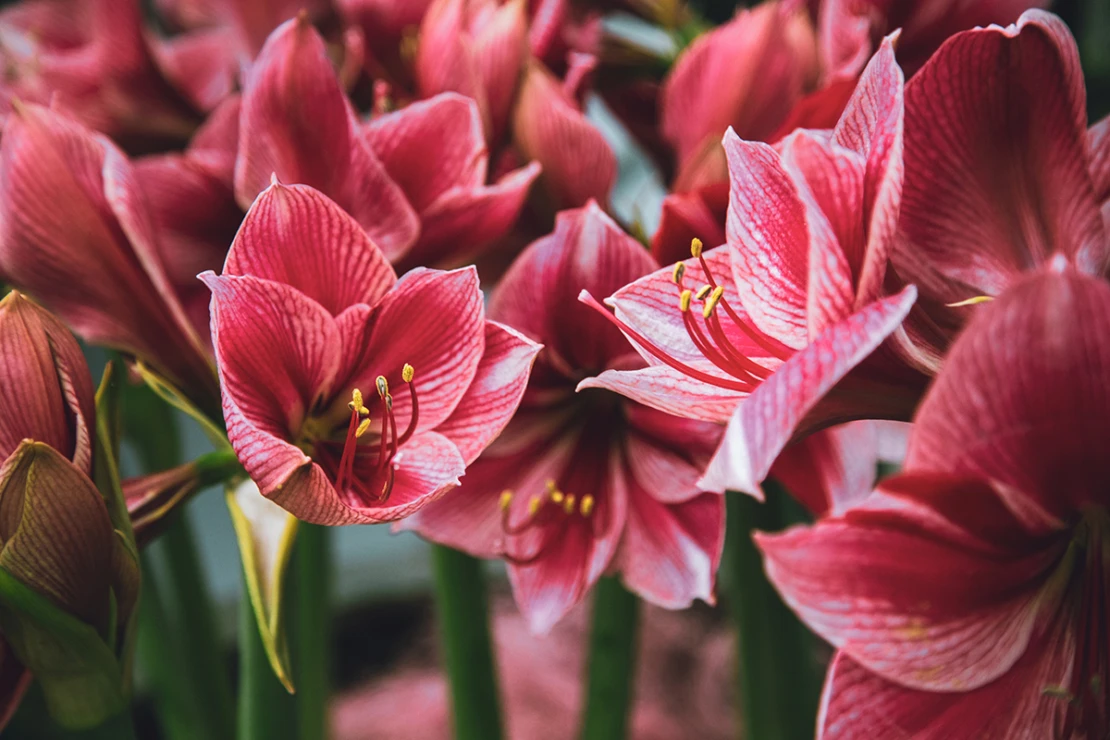 Weihnachtsblumen: Rote Amaryllisblüten. Foto: AdobeStock_goncharovaia