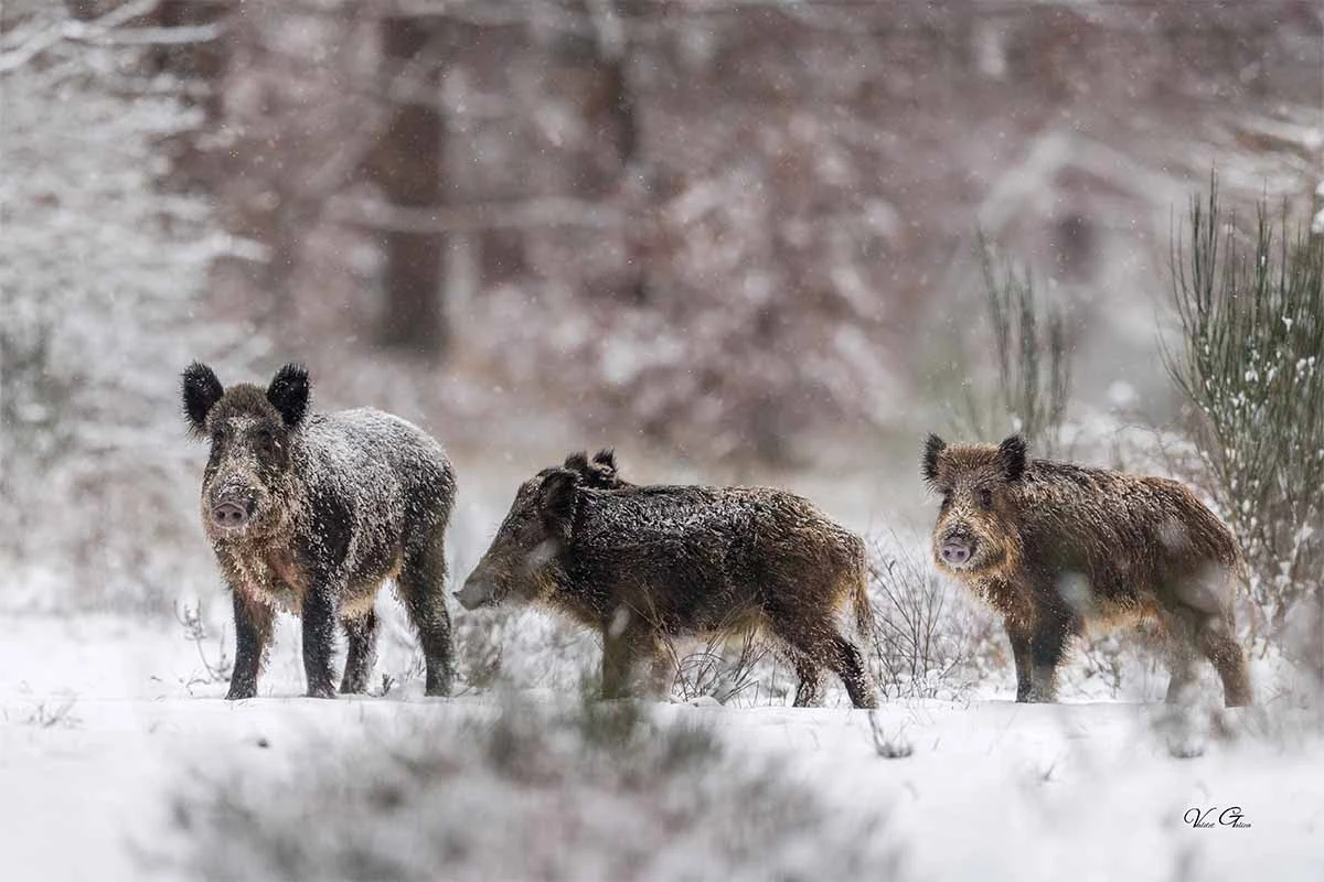 Wildschweine im Schnee [Foto: AdobeStock_VALDET]