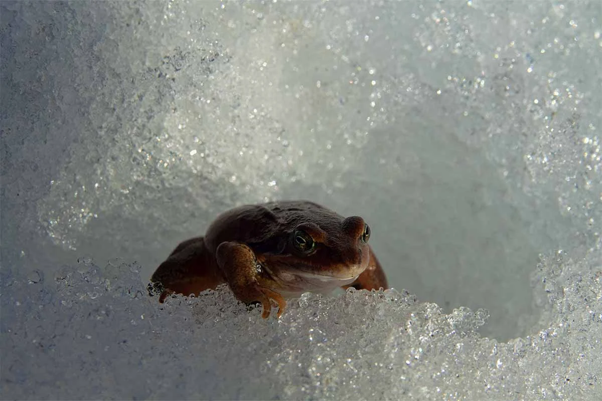 Moorfrosch erwacht langsam aus Winterstarre [Foto: AdobeStock_max5128]