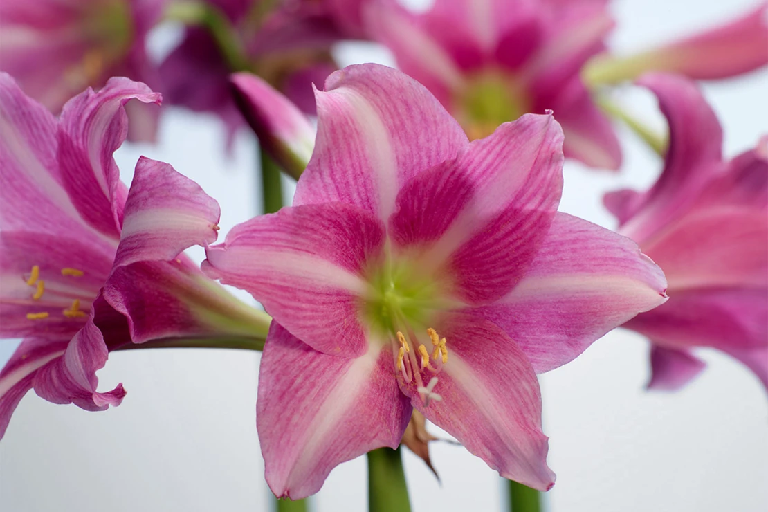 Pinkfarbene Amaryllis mit gelben Staubfäden in Nahaufnahme [Foto: iBulb_F-Studio]
