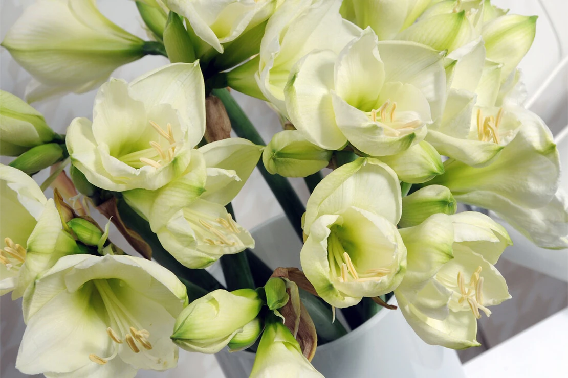 Weiße Amaryllis in der Vase. Foto: ibulb_wouter-koppen