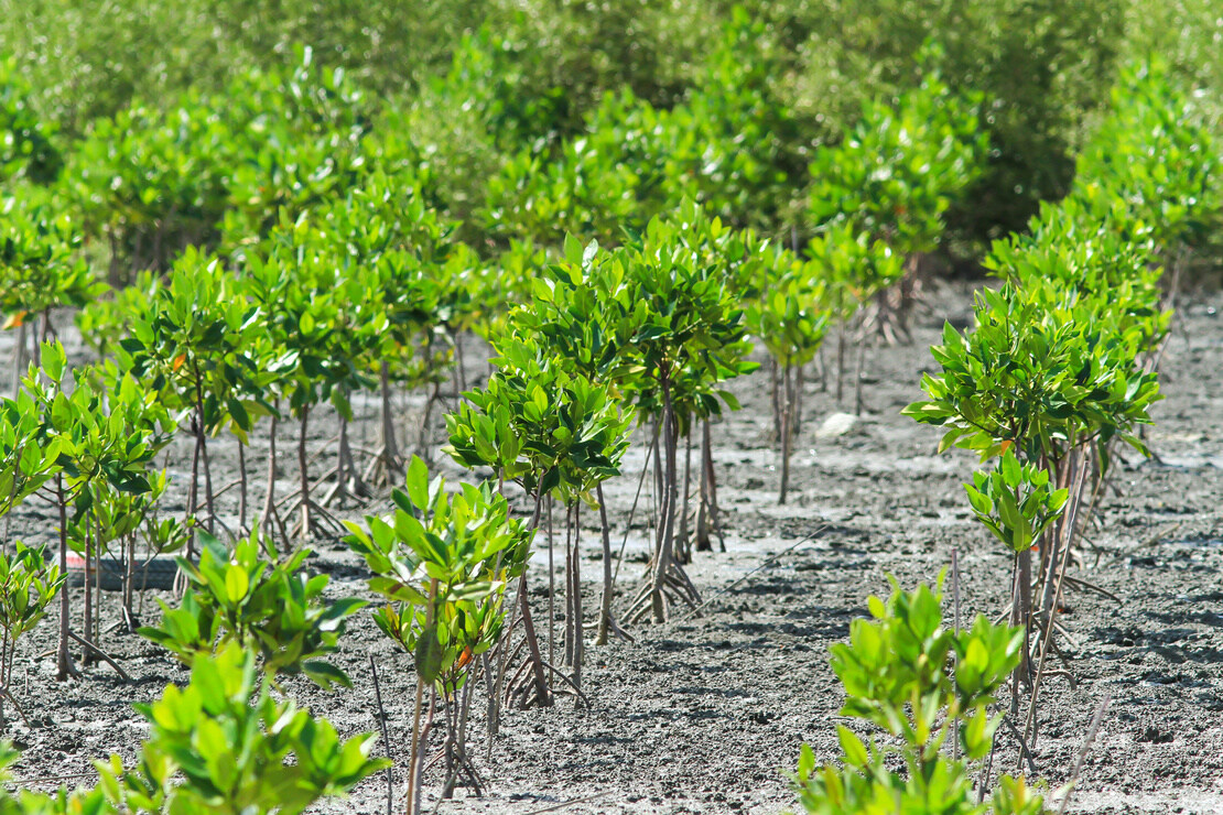 Frisch in Reihen gepflanzte Mangrovenbäumchen. Foto: AdobeStock_Charoenchai