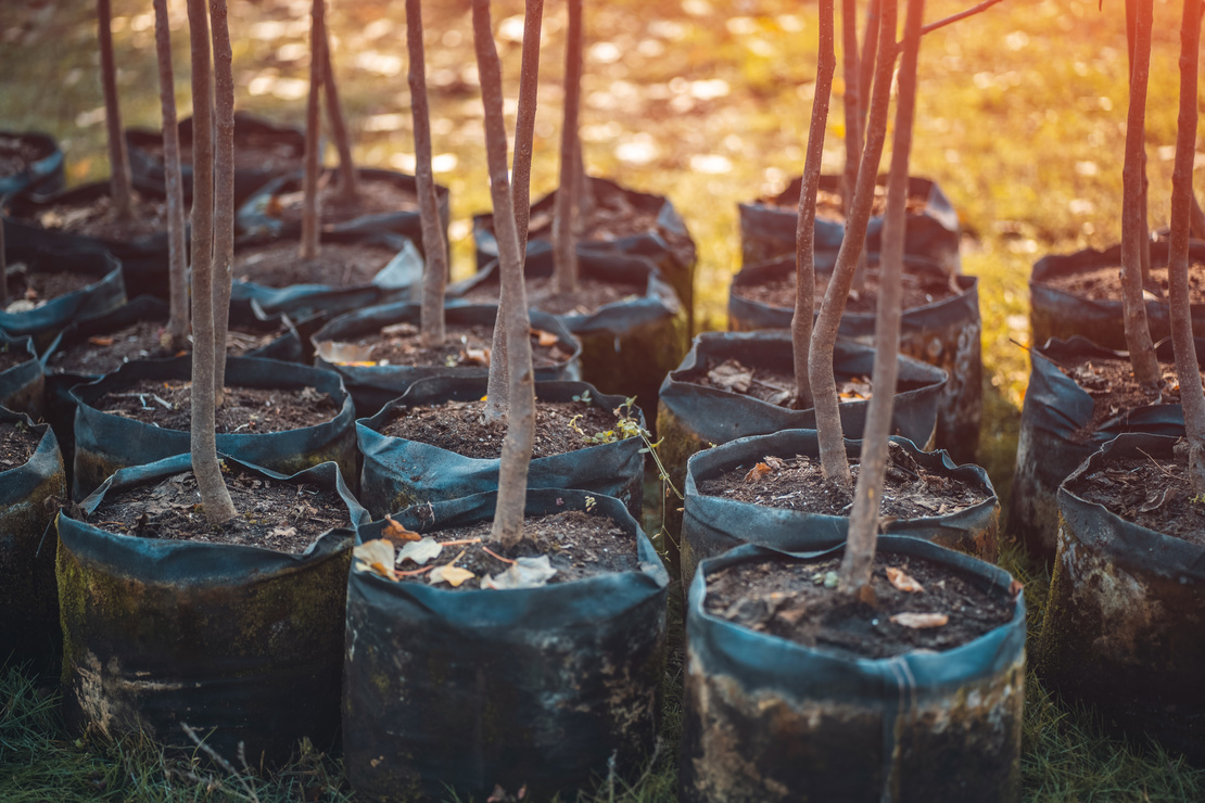 Junge Bäume in Pflanzsäcken. Foto: AdobeStock_goami