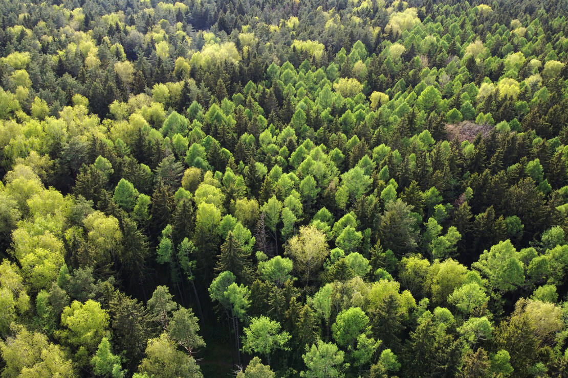 Mischwald von oben aufgenommen. Foto: AdobeStock_mikeosphoto