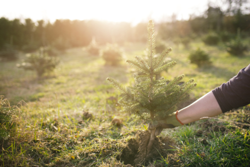 Ein kleiner Nadelbaum wird gepflanzt. Foto: AdobeStock_tibor13