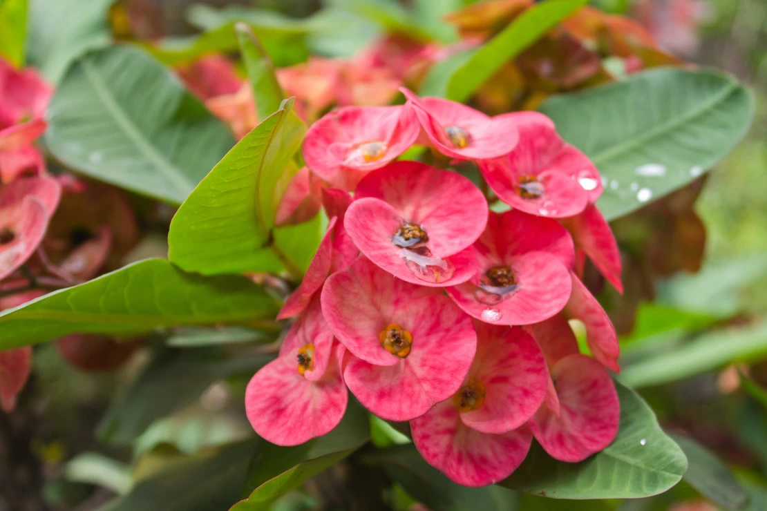 Pinke Hochblätter eines Christusdorns. Foto: AdobeStock_Eksapedia