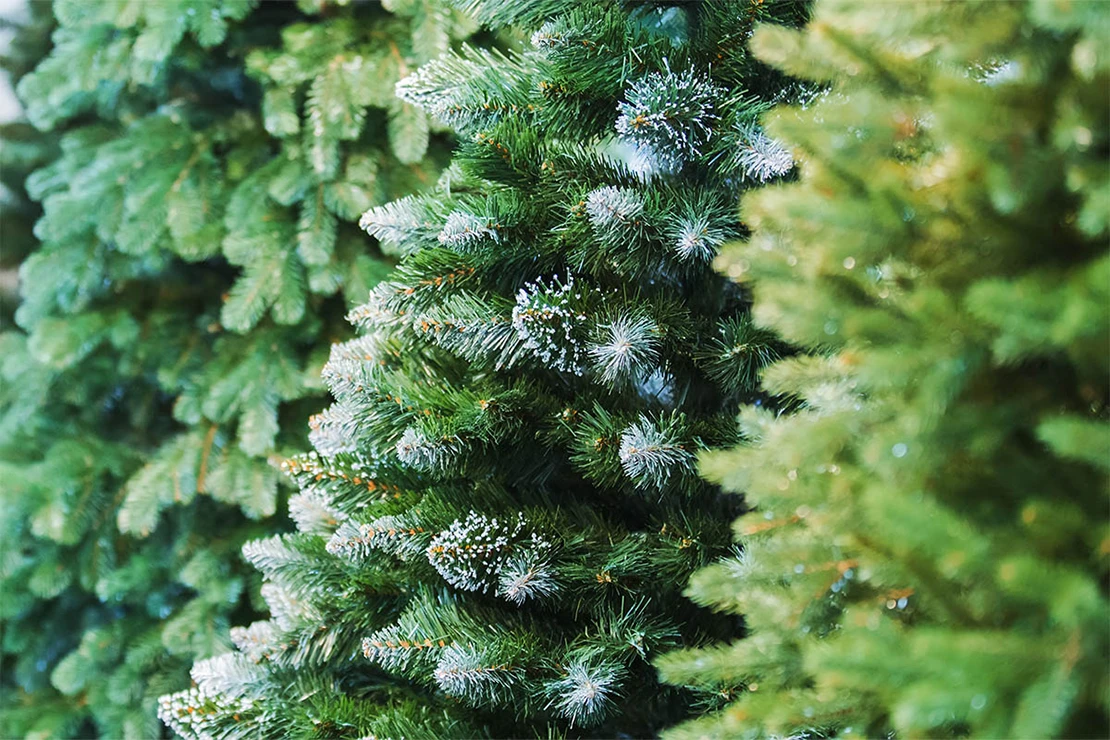 Fragen an den Weihnachtsbaum Foto: AdobeStock_Olha