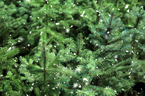 Tannenbaum in der Nahaufnahme, vereinzelte Schneeflocken sind zu sehen. [Foto: AdobeStock_Pixel-Shot]